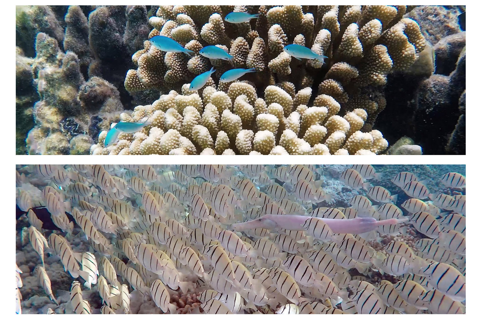 Beautés sous-marines des Tuamotus